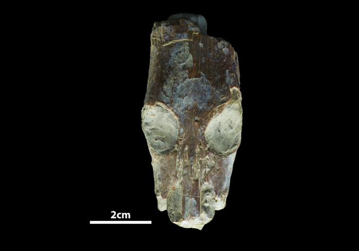 Hispaniasaurus cranioelongatus - Març